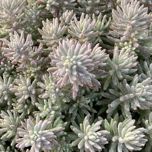 Tight & Tidy™ Blue Angelina Stonecrop